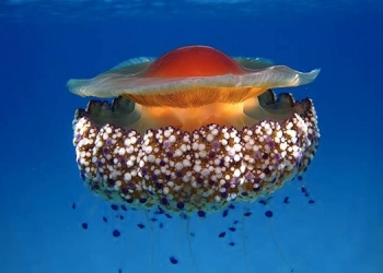 Un estudio del CSIC demuestra que una medusa simbionte sobrevivirá al calentamiento y la acidificación oceánica