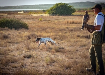 «La cetrería sigue siendo un arte del pasado muy vivo»