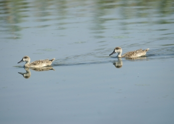 Cercetas y flamencos: los turistas que llegan desde los cielos