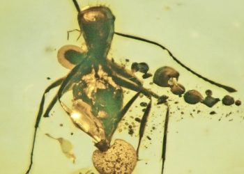 Descubren un hongo fosilizado de 50 millones de años