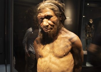 Los neandertales ya comían aves