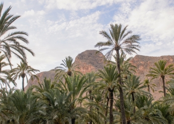 Orihuela potencia la protección y fomento de su palmera datilera