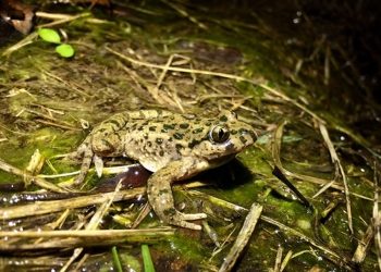 Mutaciones en genes clave, responsables de la formación de nuevas especies en anfibios