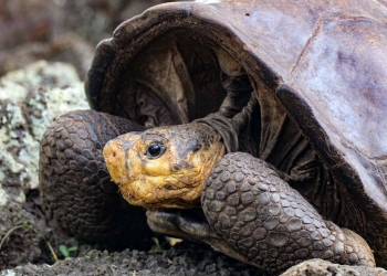 ‘Reaparece’ una tortuga que se creía extinta desde hace un siglo