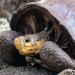 ‘Reaparece’ una tortuga que se creía extinta desde hace un siglo