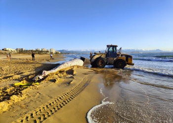 Aparece una ballena de 8 toneladas en la playa de El Altet