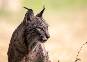 Casi 40.000 especies en peligro de extinción