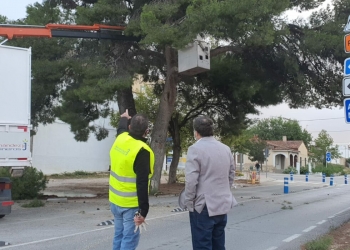 Villena sanea el arbolado de distintos puntos de la ciudad