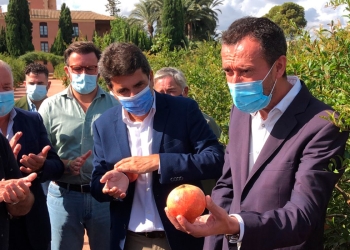 La DOP de la Granada Mollar de Elche comienza la temporada con la previsión de recoger 50.000 toneladas