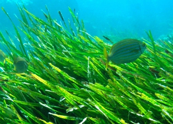 La posidonia, una barrera natural contra la regresión de las playas