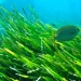 La posidonia, una barrera natural contra la regresión de las playas