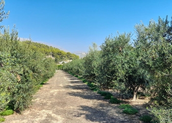 Altea traslada la Almazara para dar respuesta a la temporada de la oliva