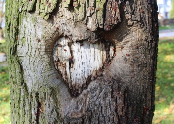 ¿Por qué el símbolo que representa al corazón es tan distinto de su forma real?