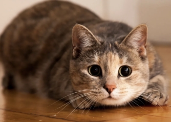 ¿Cómo se produce el ronroneo de los gatos?