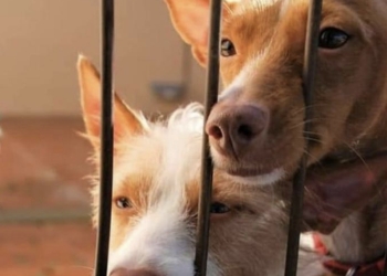 Alicante adjudica la recogida y custodia de animales a la Protectora