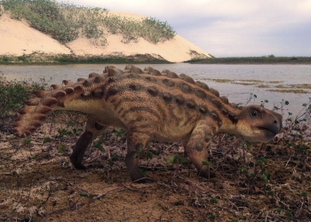 Descubierta una nueva especie de anquilosaurio en Chile