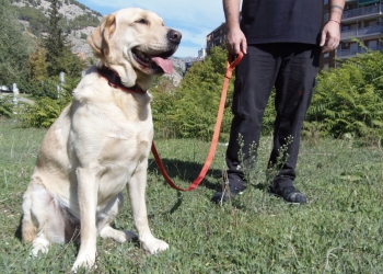 Un adiestramiento canino preparado para salvar vidas