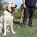 Un adiestramiento canino preparado para salvar vidas