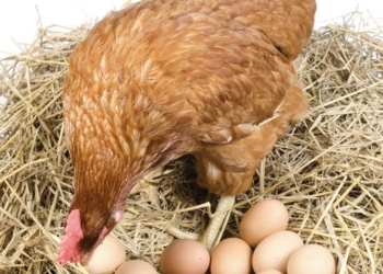 ¿Qué fue antes, el huevo o la gallina?