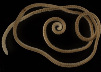 Un milpies con más de mil patas