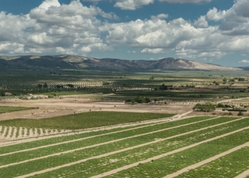 Se crea la Plataforma en defensa del Futuro  de la Agricultura en el Alto Vinalopó