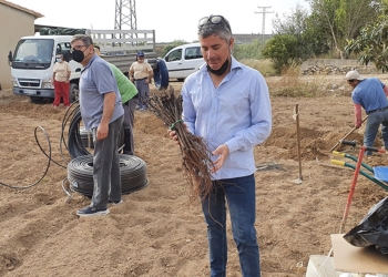 Altea se propone recuperar variedades casi perdidas de vid en el Molí dels Moros