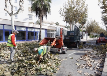 Podas y fumigación de la procesionaria para salvaguardar la salud de plantas y personas