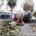 Podas y fumigación de la procesionaria para salvaguardar la salud de plantas y personas