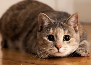 ¿Por qué ronronean los gatos?