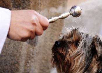 San Antón bendecería a los animales el próximo lunes