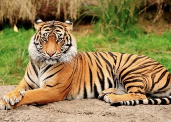 Los tigres son verdes a ojos de sus presas