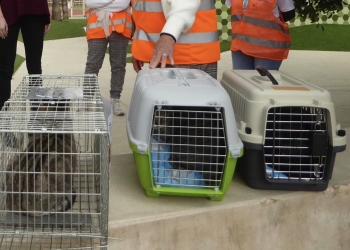La Nucía busca voluntarios felinos