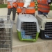 La Nucía busca voluntarios felinos