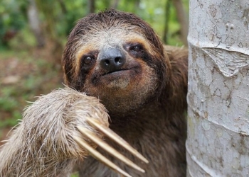 ¿Por qué los perezosos son tan lentos?