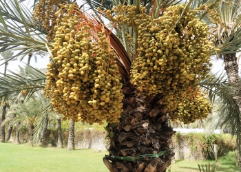 «La nueva variedad Oriol puede ser uno de los mejores dátiles de la Península»