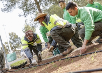 L’Alfàs colabora en la recuperación de la Silene d’Ifac albergando el mayor huerto semillero de la Comunitat