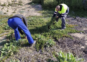 Medio Ambiente retira de las dunas de La Mata varias toneladas de la planta invasora Uña de gato