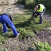 Medio Ambiente retira de las dunas de La Mata varias toneladas de la planta invasora Uña de gato
