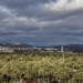 Los fondos de la Generalitat para el mantenimiento y conservación del palmeral de Elche pasan de 50.000 a 200.000 euros