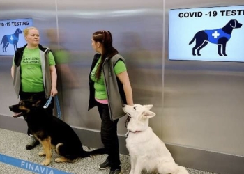 Así detectan la Covid los perros