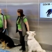 Así detectan la Covid los perros