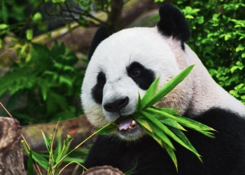 El oso panda, el carnívoro que sólo come bambú