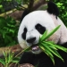 El oso panda, el carnívoro que sólo come bambú
