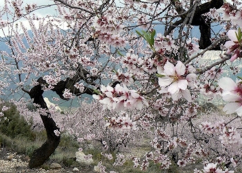Tu plan del finde: La Vall de Guadalest en flor