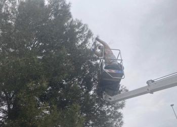 La Nucía inicia la Campaña contra la Procesionaria del Pino