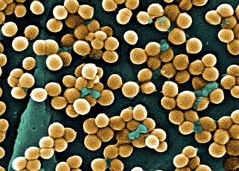 Desvelan el mecanismo que gobierna la división celular en una de las superbacterias más letales