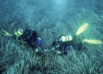 La Diputación renueva su colaboración con el Instituto de Ecología Litoral para estudiar la Posidonia oceanica