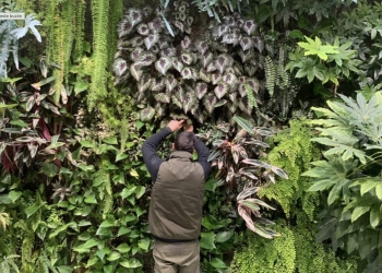 Alcoy quiere ‘renaturalizar’ sus calles con jardines verticales