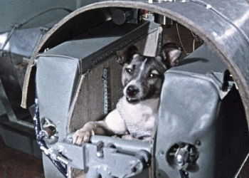 Siete famosos animales astronautas