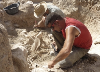 Villena traslada los restos de animales del yacimiento romano de ‘Casas de Campo’